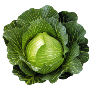 Organic Cabbage